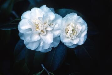 Go to image 4.