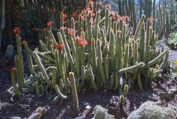 Borzicactus samaipatanus