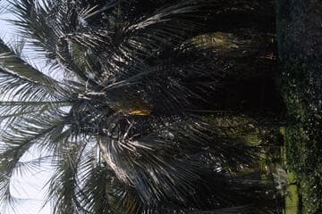 Go to image 12.