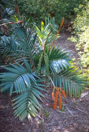 Chamaedorea radicalis