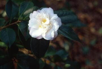 Camellia japonica 'China Doll'