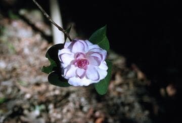 Camellia japonica 'Berenice Perfection'