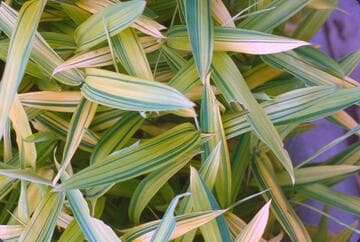 Pleioblastus viridistriatus