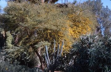 Acacia coulteri