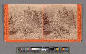 Bayonet Cactus. Tehachapi Pass, Kern Co., S.P.R.R