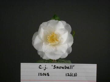 Camellia japonica 'Snow Bell'