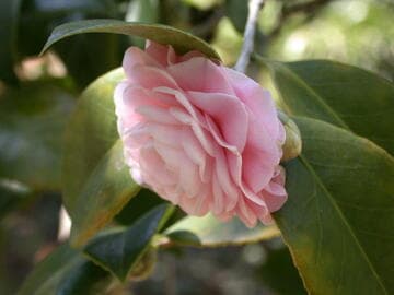 Camellia japonica 'Pink Perfection'