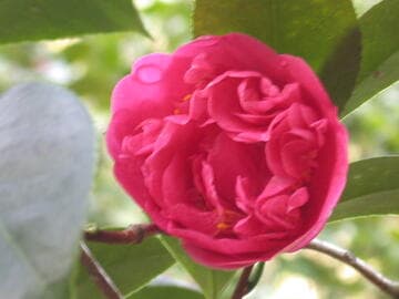 Camellia japonica 'Captain Ike Davis'