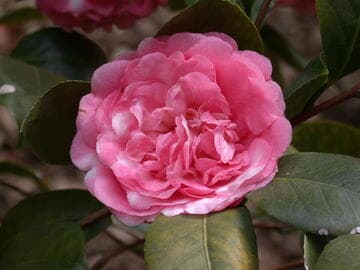 Camellia japonica 'Tinky Lee'