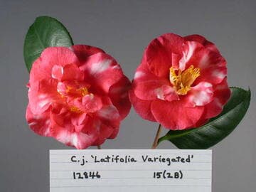 Camellia japonica 'Latifolia Variegated'