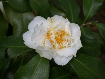 Camellia japonica 'Frosty Morn'