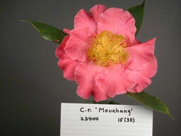 Camellia reticulata 'Mouchang'