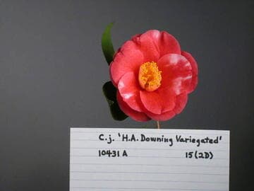 Camellia japonica 'H. A. Downing Variegated'