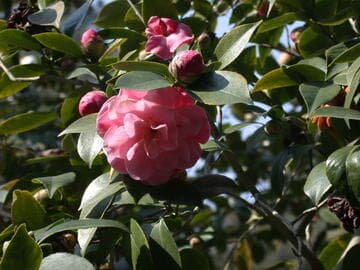 Camellia japonica 'Linda Margaret'