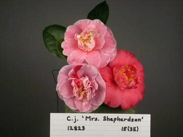 Camellia japonica 'Mrs. Shepherdson'