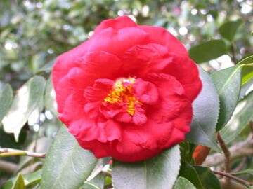 Camellia japonica 'Grand Slam'