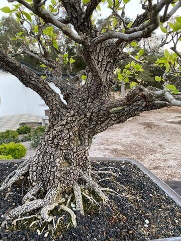 Pyrus calleryana