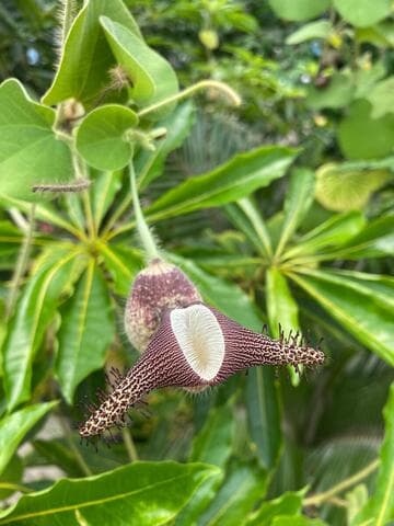 Aristolochia ridicula