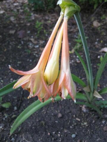 Clinanthus variegatus