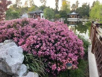 Rhaphiolepis indica 'Pink Lady'