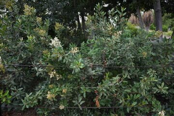 Heteromeles arbutifolia