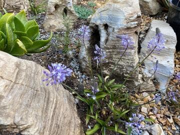 Scilla natalensis 'Dwarf'