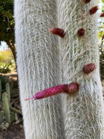 Cleistocactus strausii