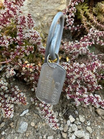 Crassula capitella ssp. thyrsiflora