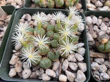 Conophytum ficiforme