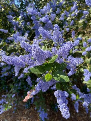 Ceanothus 'Tassajara Blue'