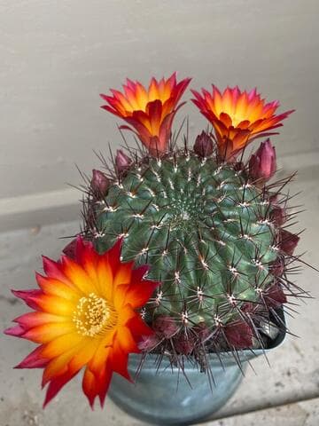 Sulcorebutia mariana var. prantneri