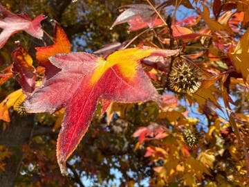 Liquidambar styraciflua 'Burgundy'