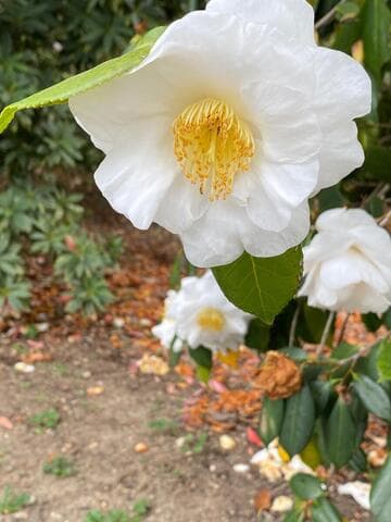 Camellia japonica 'Coronation (US)'