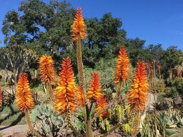 Aloe 'David Verity' x A. 'Marlothrask'