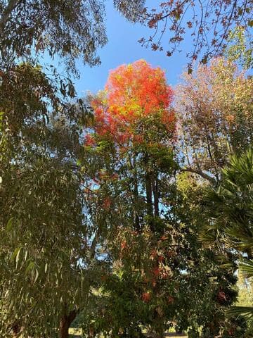 Brachychiton acerifolius