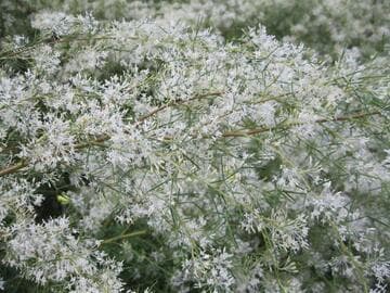 Grevillea paniculata