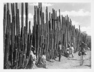 Organ cactus, Mexico