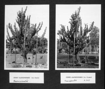 Cereus alacriportanus