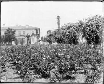 Rose garden, circa 1920