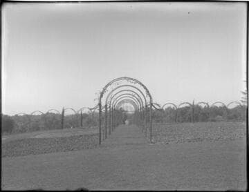 Rose arbor, circa 1908