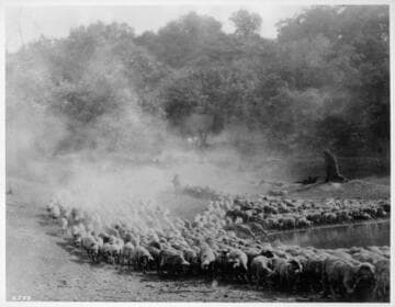 Rancho San Rafael herd of sheep