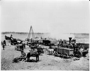 Steam thrashing outfit in action