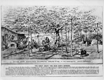 Doña Marcelina Domingues’ grapevine at Montecito, with history. Vischer 1865-1871