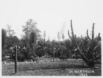 Expansion of the cactus garden, 1925