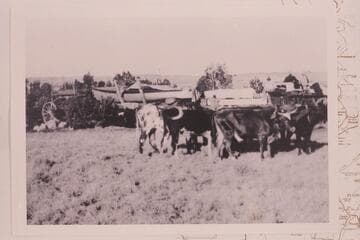 Ox teams and wagons with boat freight en route from Flagstaff to Lees Ferry