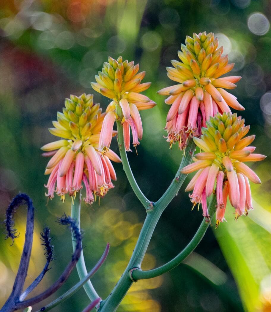 An Aloe tongaensis with pink, green, and orange buds.