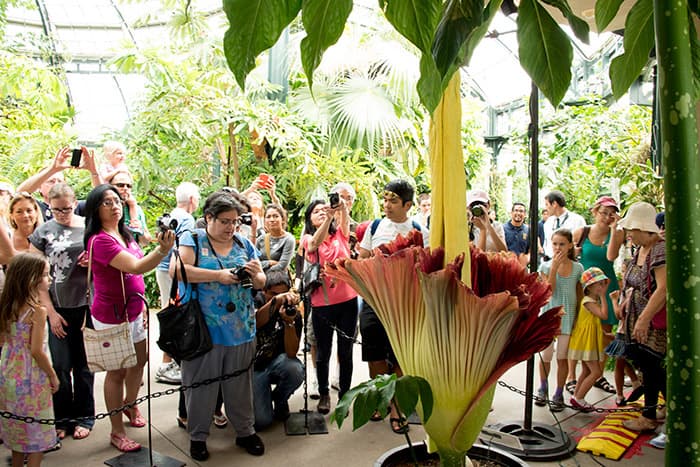Visitors looking at corpse flower
