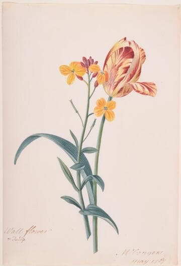 Wallflower and Tulip