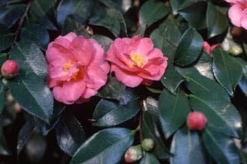 Camellia hiemalis 'Shishigashira' (Lion's Head)