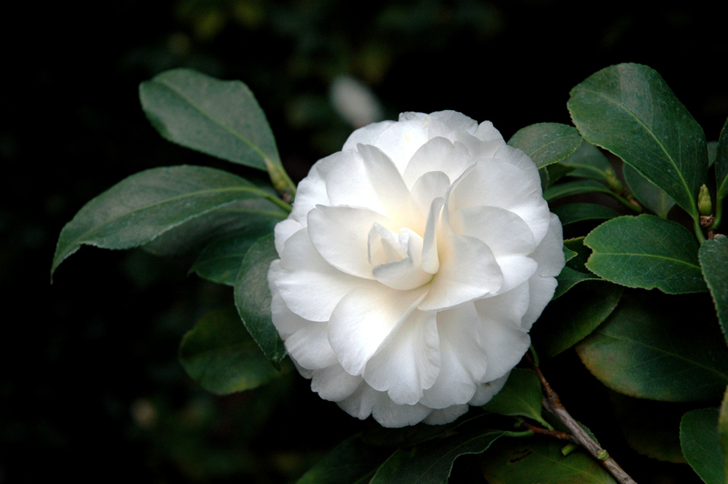 Camellia japonica 'Alba Plena'